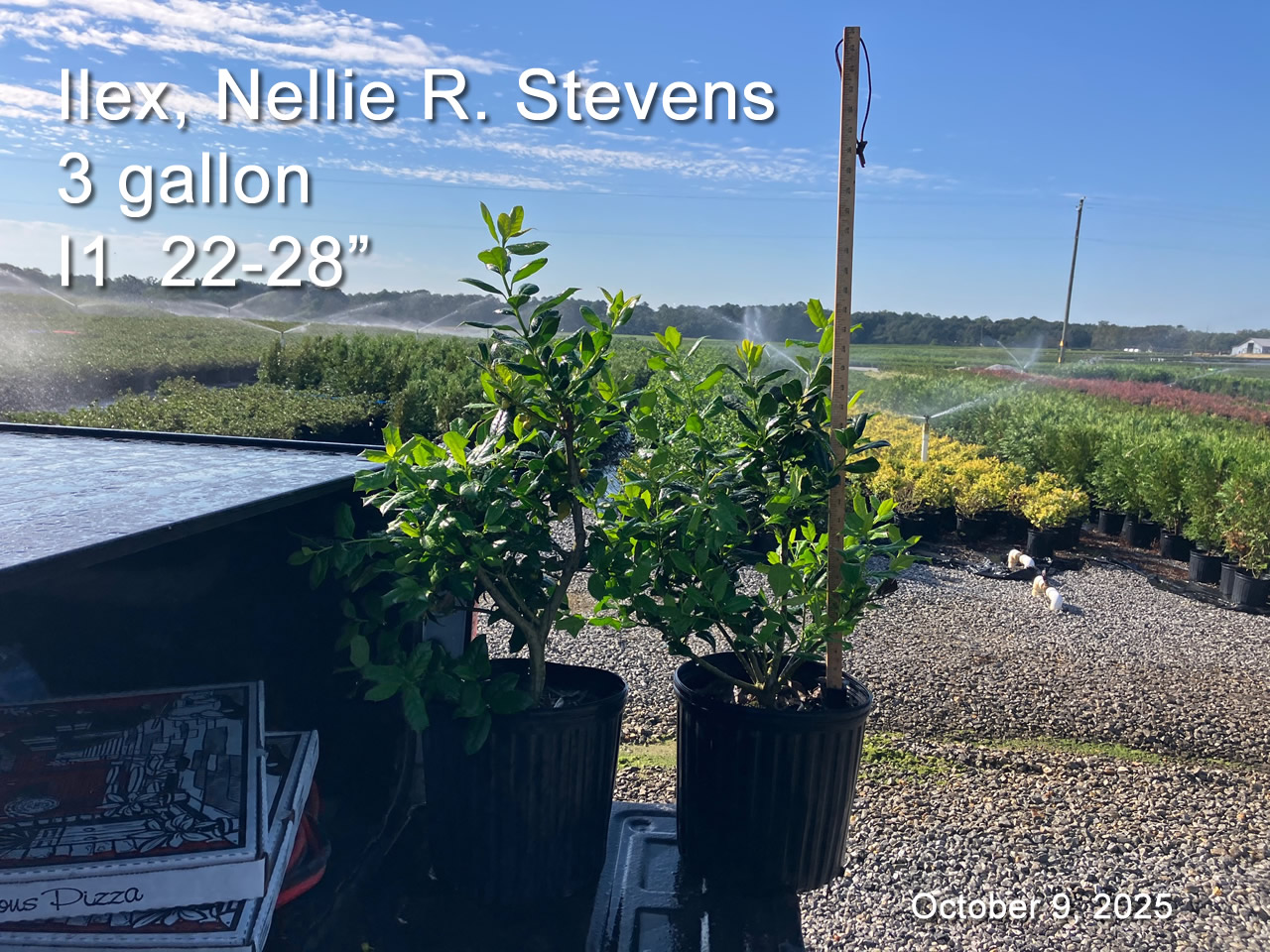 gallery/nrs3 i1 oct9.jpg